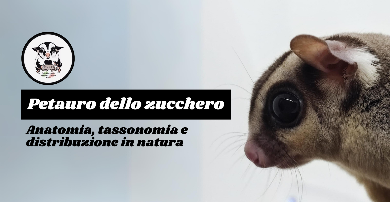 Anatomia e Tassonomia petauro dello zucchero