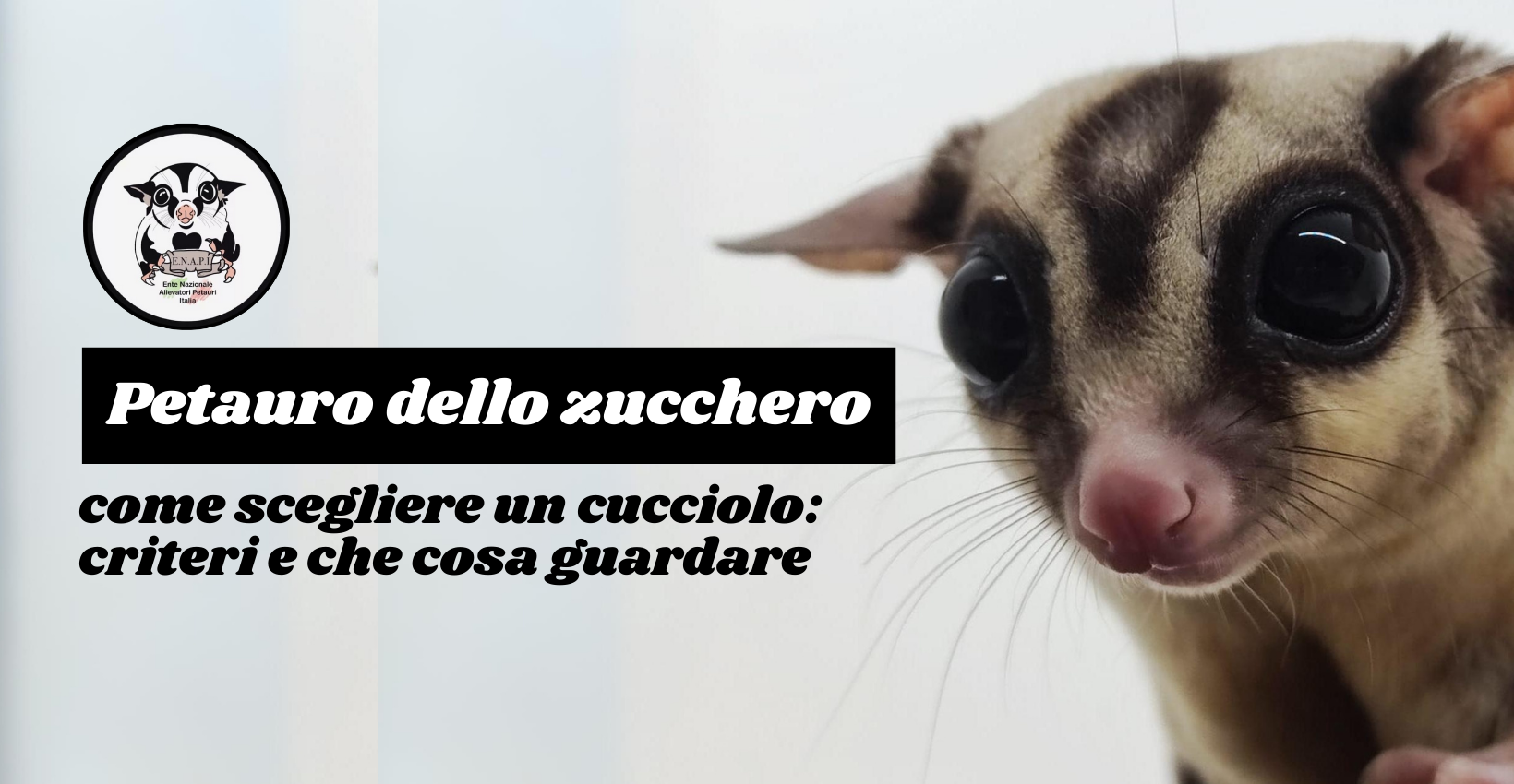 Come scegliere un cucciolo di petauro dello zucchero