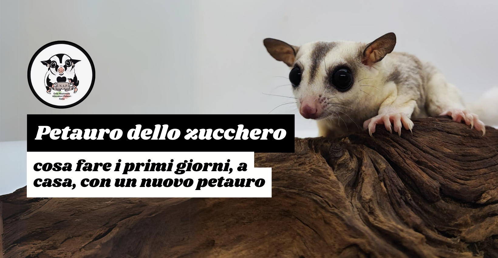 I primi giorni a casa con un Petauro dello zucchero