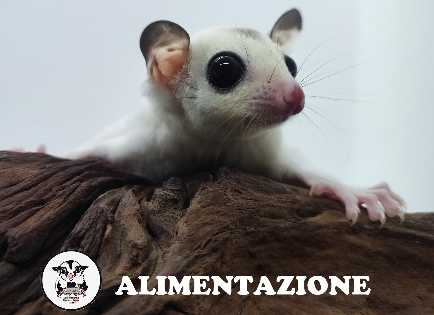 Alimentazione